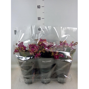 Phalaenopsis multi. 'Ant Chamonix'