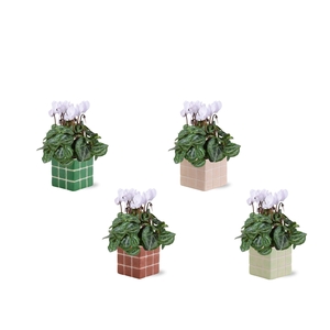 Collectie 'Natural Bubble' - Cylcamen Wit in Pip keramiek