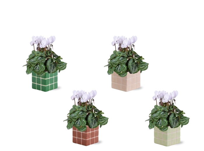 <h4>Collectie 'Natural Bubble' - Cylcamen Wit in Pip keramiek</h4>