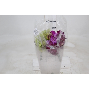 DENPHALAEN MACO MINIMO 30 FLORES