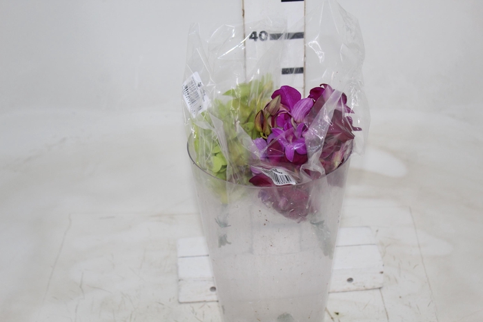 <h4>DENPHALAEN MACO MINIMO 30 FLORES</h4>