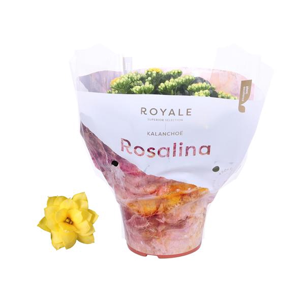<h4>Kalanchoe Rosalina 15cm Royale Amarillo geel</h4>