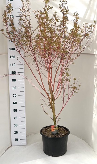 <h4>ACER PA SANGOKAKU</h4>