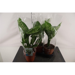 Dieffenbachia 19 Cm. P. Seguina Tropic Snow 70 Cm.