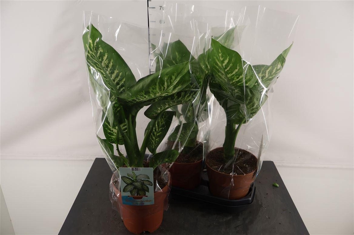 <h4>Dieffenbachia 19 Cm. P. Seguina Tropic Snow 70 Cm.</h4>