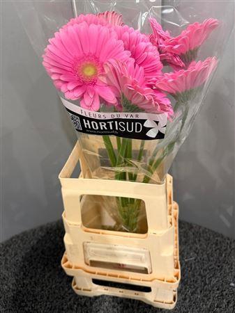 <h4>Ge Gr Glossy</h4>