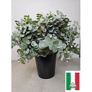 EUC CINEREA PER STEEL -IT-