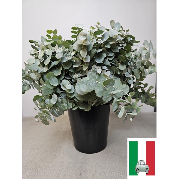 <h4>EUC CINEREA PER STEEL -IT-</h4>