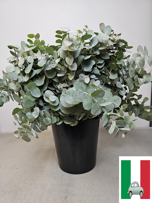 EUC CINEREA PER STEEL -IT-