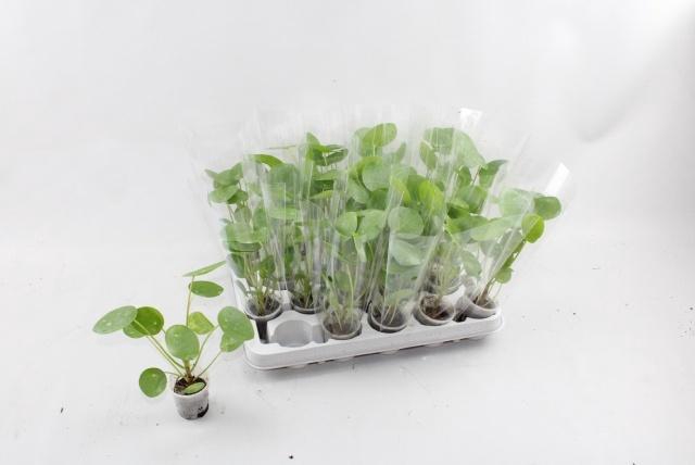 <h4>PILEA PEPEROMIOIDES</h4>