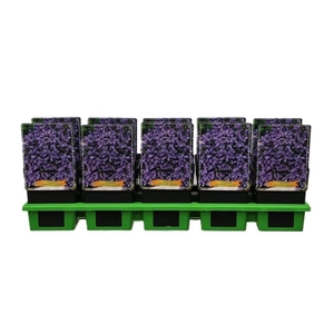 Campanula cochleariifolia