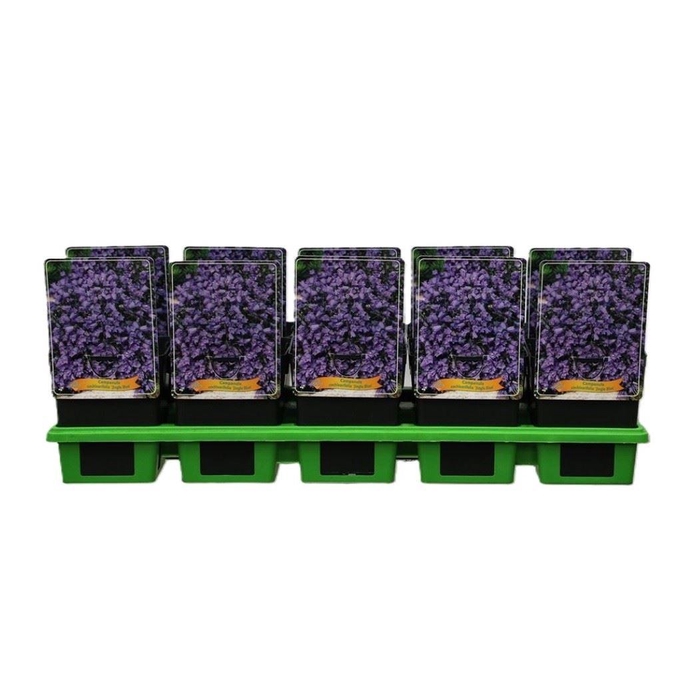 <h4>Campanula cochleariifolia</h4>