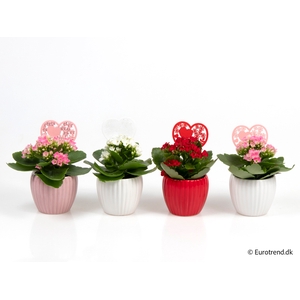 KALANCHOE BLOSSF p6 E 2621