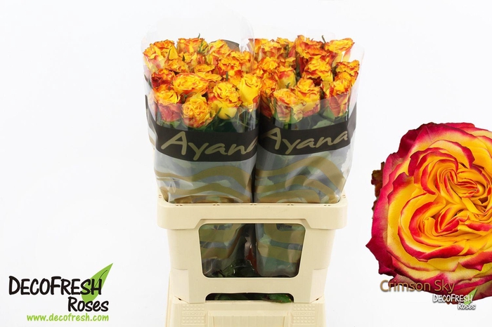 <h4>R Gr Crimson Sky</h4>