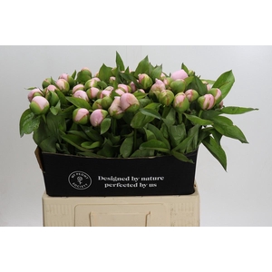 Paeonia Pink Vanguard