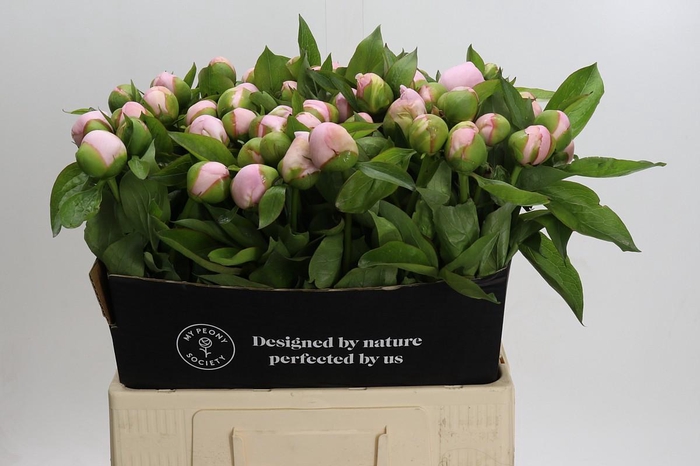 <h4>Paeonia (Herb. Hybrid Grp) 'Pink Vanguard'</h4>