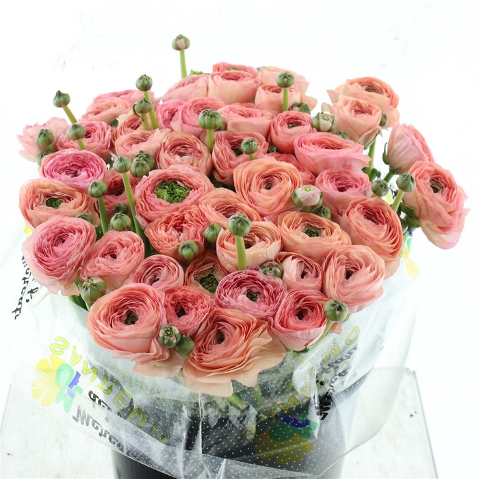 <h4>Ran Su Sr Nuance Super</h4>