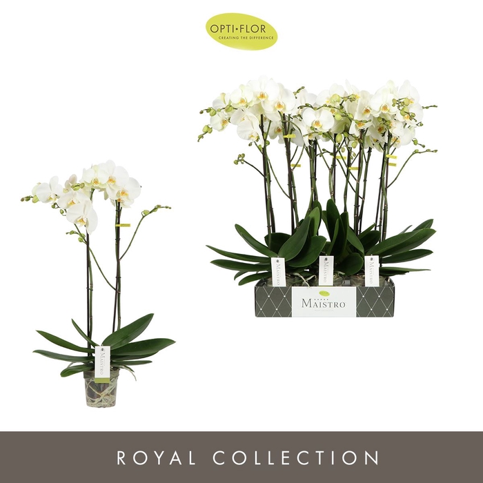 <h4>Phalaenopsis wit meer takken</h4>