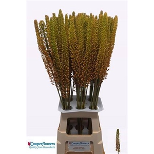 Eremurus Pinokkio