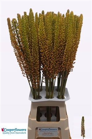 <h4>Eremurus Pinokkio</h4>