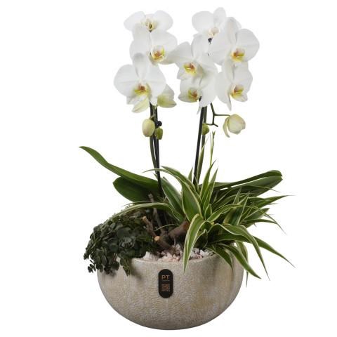 <h4>PTIB5339 Arrangement Indoor in keramiek schaal</h4>