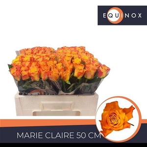 Rosa grootbloemig Marie-Claire!