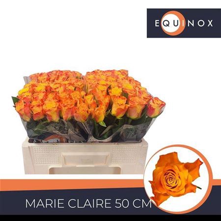 <h4>Rosa grootbloemig Marie-Claire!</h4>
