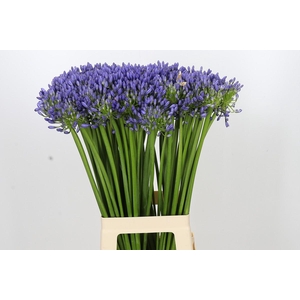 Agapanthus Swedish Blue