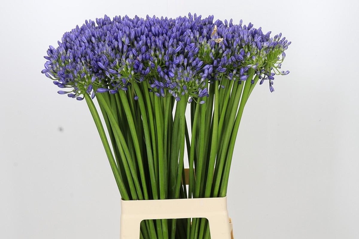 <h4>Agapanthus Swedish Blue</h4>