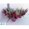 CALLU BL STARLI GEM