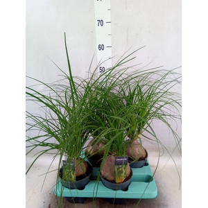 Beaucarnea recurvata