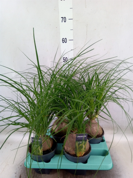 <h4>Beaucarnea recurvata</h4>