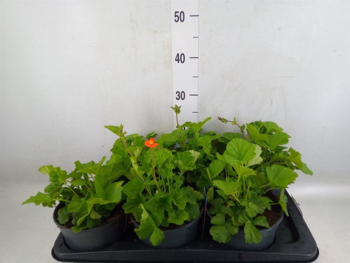 <h4>Geum coccineum 'Borisii'</h4>