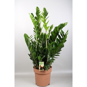 Zamioculcas Zamiifolia