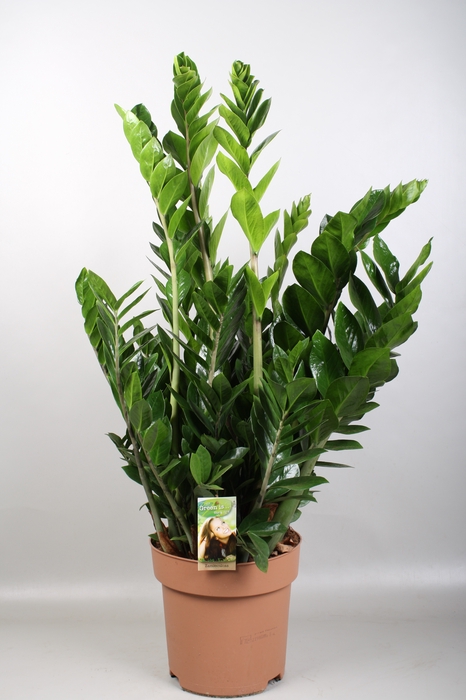 <h4>Zamioculcas Zamiifolia</h4>