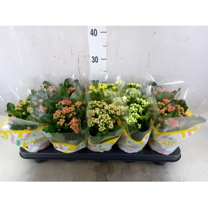 Kalanchoe blos.   ..rosebud mix  5