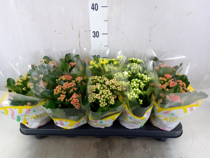 <h4>Kalanchoe blos.   ..rosebud mix  5</h4>