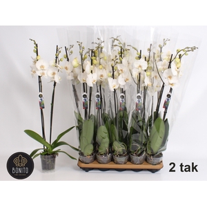 PHAL SILHOUETTE