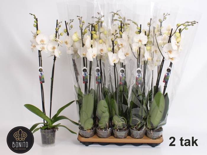 <h4>PHAL SILHOUETTE</h4>