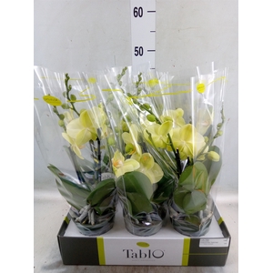 Phalaenopsis   ...yellow