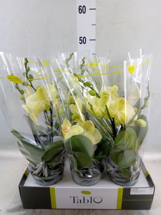 <h4>Phalaenopsis   ...yellow</h4>