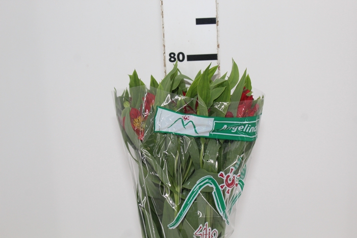 <h4>ALSTROEMERIA ANGELINA 080 CM</h4>