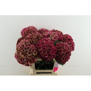Hydr M Cl Pink 60-19
