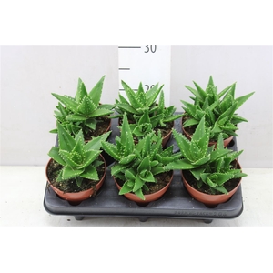 Aloe Mitriformis
