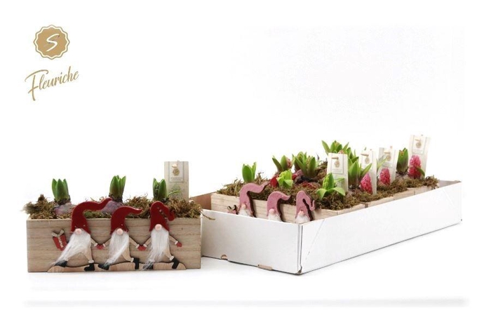 <h4>ARR HYACINTH H%</h4>