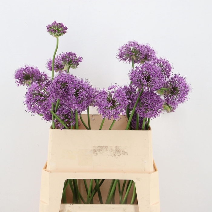 <h4>ALLIUM GLADIATOR</h4>