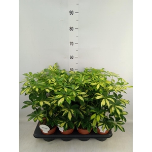 Schefflera arbor. 'Gerda'