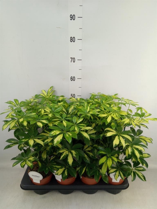 <h4>Schefflera arbor. 'Gerda'</h4>