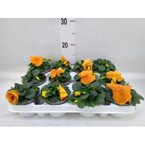 Viola wr. 'Alpha Orange'