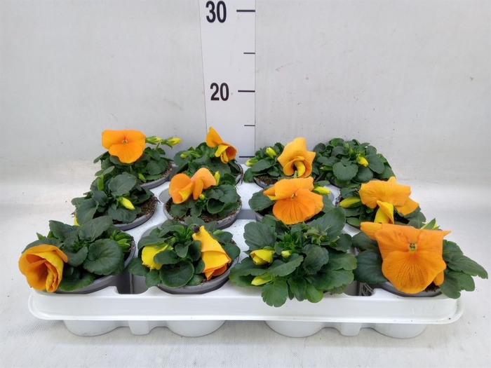 <h4>Viola wr. 'Alpha Orange'</h4>
